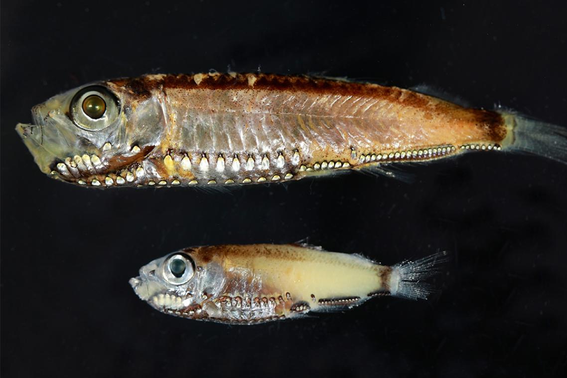 Two pearlside species that have hybrid photoreceptors in their eyes as larvae and adults, 'Maurolicus muelleri' and 'Maurolicus mucronatus'.